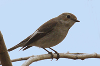 Ficedula hypoleuca